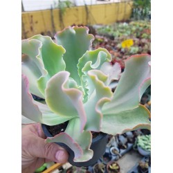 Echeveria "giant blue" 10
