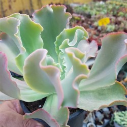 Echeveria "giant blue" 10