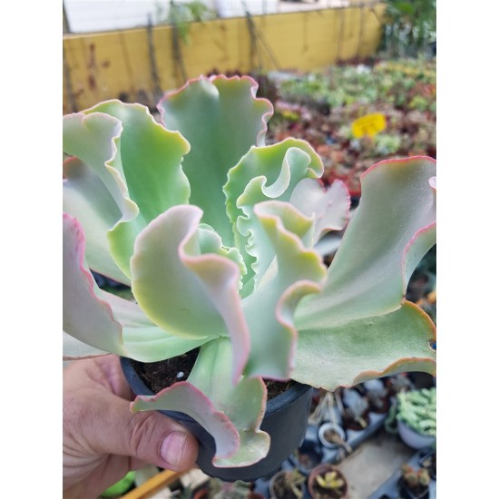 Echeveria "giant blue" 10