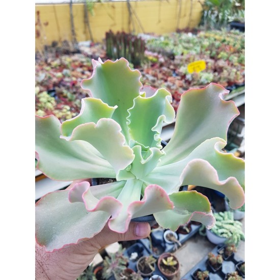 Echeveria "giant blue" 10