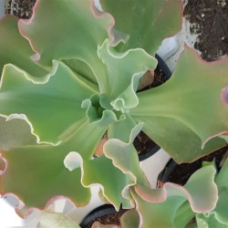 Echeveria "giant blue" 10