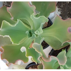 Echeveria "giant blue" 10