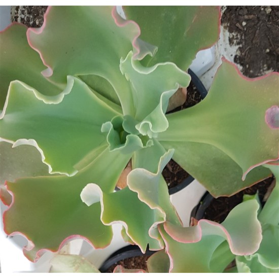Echeveria "giant blue" 10