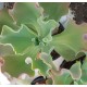 Echeveria "giant blue" 10