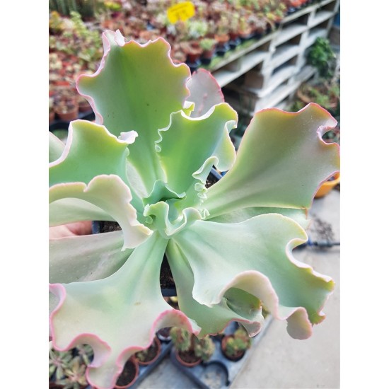 Echeveria "giant blue" 10