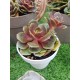 Echeveria "Da hong pao"  (special edition ) 10 