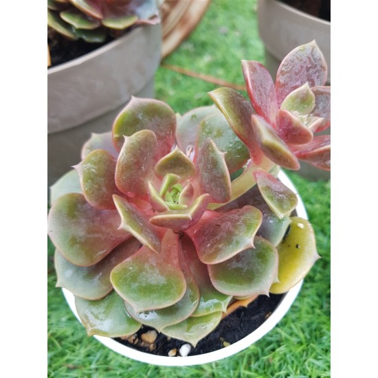 Echeveria "Da hong pao"  (special edition ) 10 