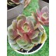 Echeveria "Da hong pao"  (special edition ) 10 