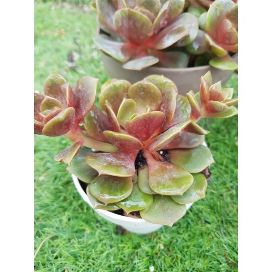 Echeveria "Da hong pao"  (special edition ) 10 
