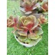 Echeveria "Da hong pao"  (special edition ) 10 
