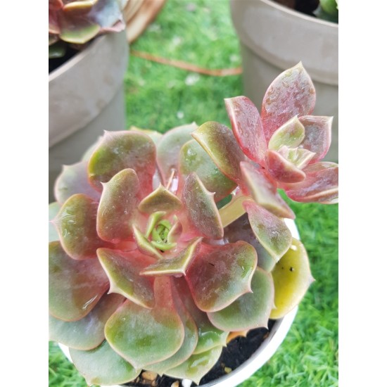 Echeveria "Da hong pao"  (special edition ) 10 