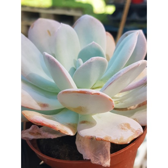 Echeveria "laui hybride" 10