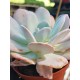 Echeveria "laui hybride" 10