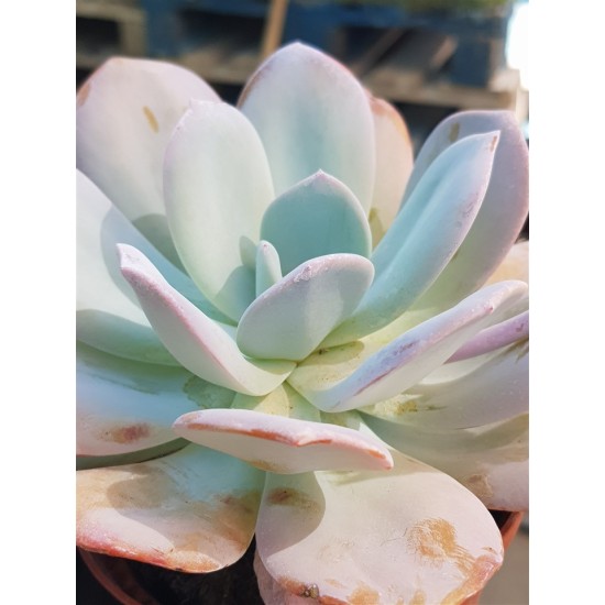 Echeveria "laui hybride" 10