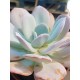 Echeveria "laui hybride" 10