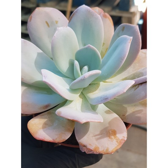 Echeveria "laui hybride" 10
