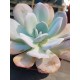 Echeveria "laui hybride" 10