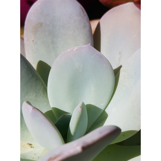 Echeveria "laui hybride" 10