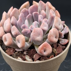 Echeveria " Lillac spoon "  (special edition ) 10