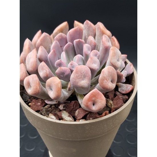 Echeveria " Lillac spoon "  (special edition ) 10