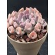 Echeveria " Lillac spoon "  (special edition ) 10