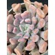 Echeveria " Lillac spoon "  (special edition ) 10