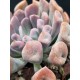 Echeveria " Lillac spoon "  (special edition ) 10