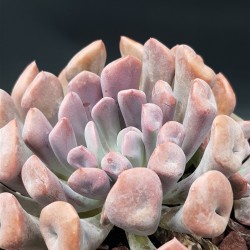 Echeveria " Lillac spoon "  (special edition ) 10