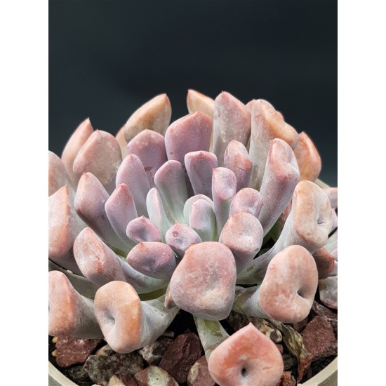 Echeveria " Lillac spoon "  (special edition ) 10