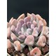 Echeveria " Lillac spoon "  (special edition ) 10