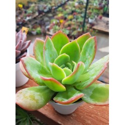 Echeveria " luela red " ( special edition ) 10 