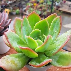 Echeveria " luela red " ( special edition ) 10 