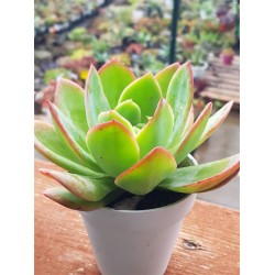 Echeveria " luela red " ( special edition ) 10 