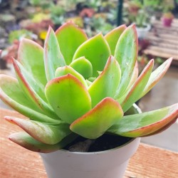 Echeveria " luela red " ( special edition ) 10 