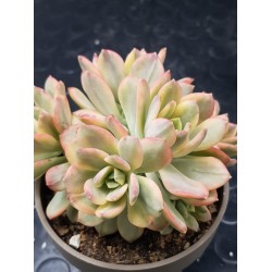 Echeveria "minibelle variegata" (special edition )   10