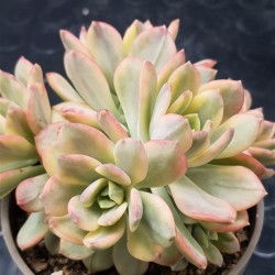 Echeveria "minibelle variegata" (special edition )   10