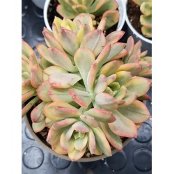 Echeveria "minibelle variegata" 5,5