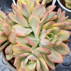 Echeveria "minibelle variegata" 5,5