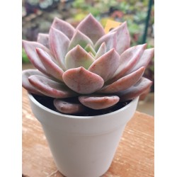 Echeveria  " pink champagne" ( special edition ) 10