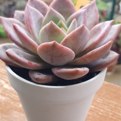 Echeveria  " pink champagne" ( special edition ) 10
