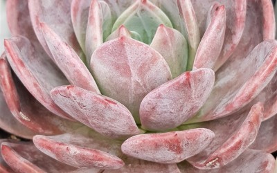 ΠΑΧΥΦΥΤΑ : ΥΒΡΙΔΙΑ ΠΑΧΥΦΥΤΩΝ ΓΙΑ ΤΙΣ ΣΥΛΛΟΓΕΣ ΣΑΣ ΚΑΙ ΤΙ ΕΙΝΑΙ ΑΥΤΑ