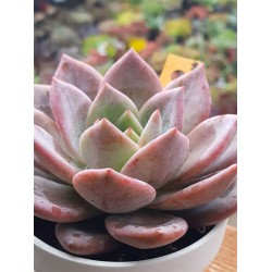 Echeveria  " pink champagne" ( special edition ) 10