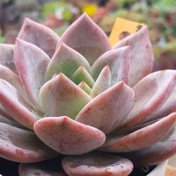 Echeveria  " pink champagne" ( special edition ) 10