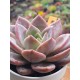 Echeveria  " pink champagne" ( special edition ) 10