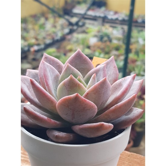Echeveria  " pink champagne" ( special edition ) 10