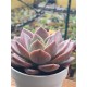 Echeveria  " pink champagne" ( special edition ) 10
