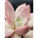 Echeveria "pink donna" (special edition) 10