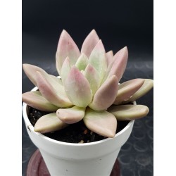 Echeveria "pink donna" (special edition) 10