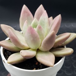 Echeveria "pink donna" (special edition) 10