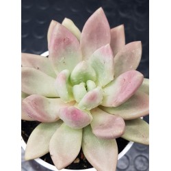 Echeveria "pink donna" (special edition) 10